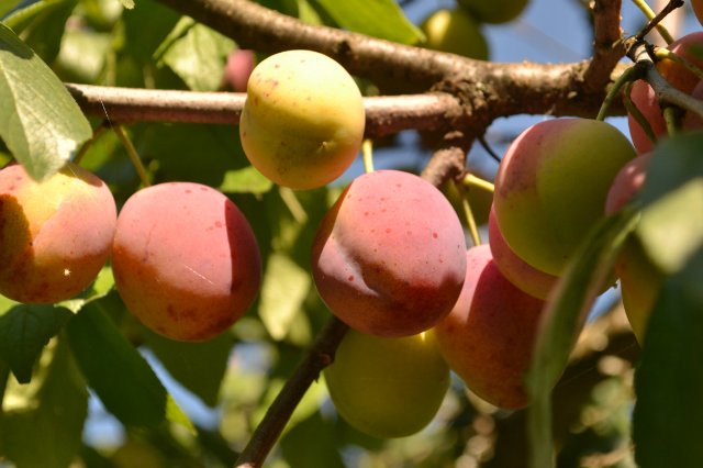 Садовая фея - джеечка Via Sant Andrea | Бэйбики Садовая фея - джеечка Via Sant Andrea