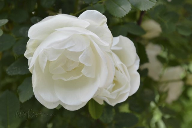 Яркие краски. Вихтели Rosemarie Anna Muller