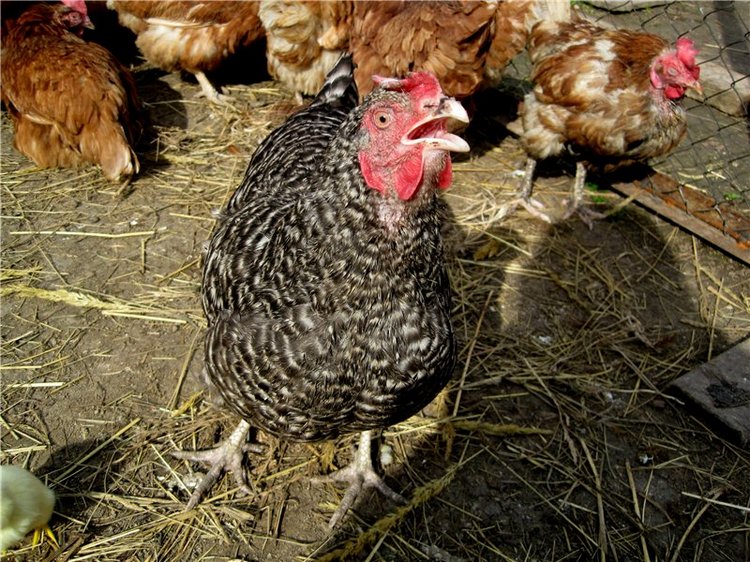 С праздником! Наше жёлторотое пополнение