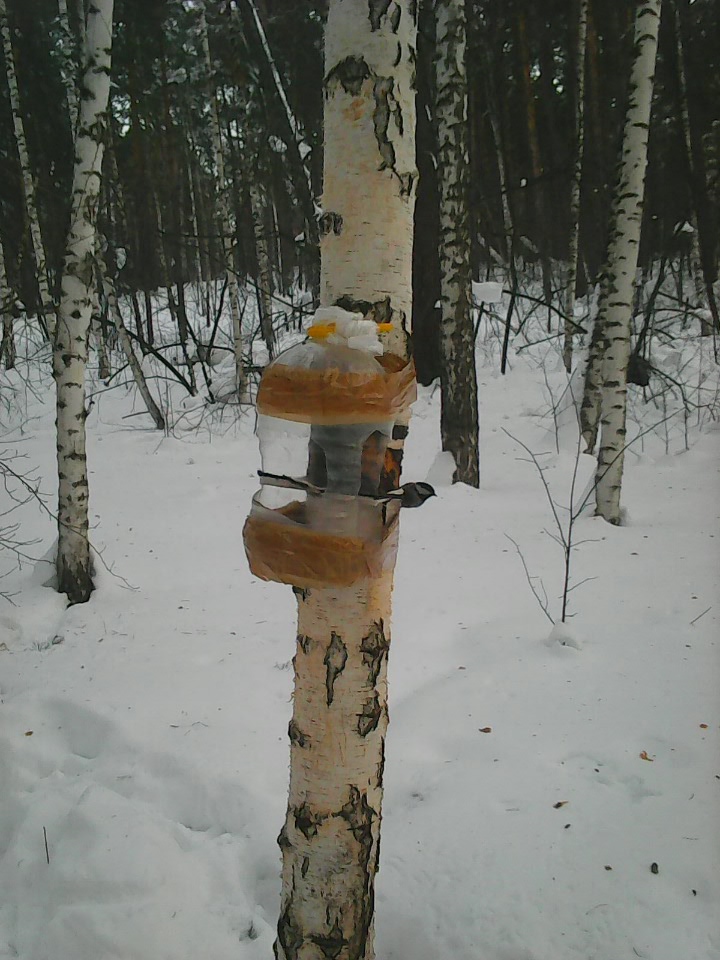 Интересное наблюдение за птицами у кормушки