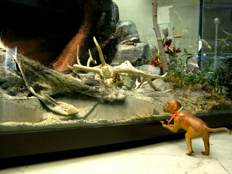 День в музее. Анжела в Государственном Дарвиновском музее