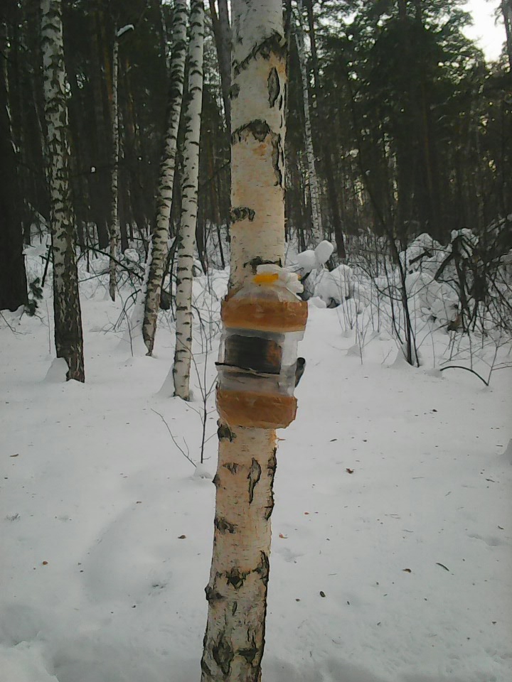 Интересное наблюдение за птицами у кормушки