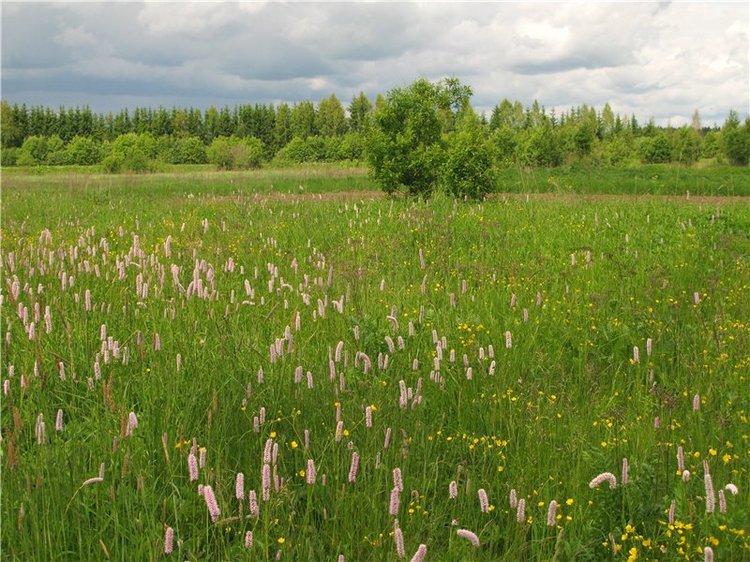 46-ой Пушкинский праздник поэзии в Берново. Часть вторая