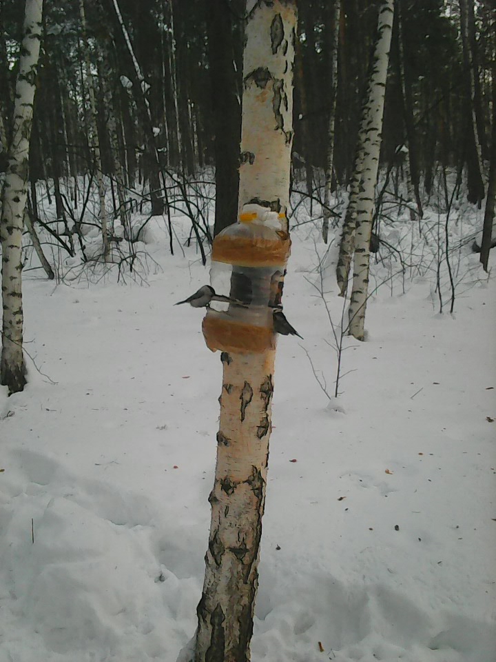 Интересное наблюдение за птицами у кормушки