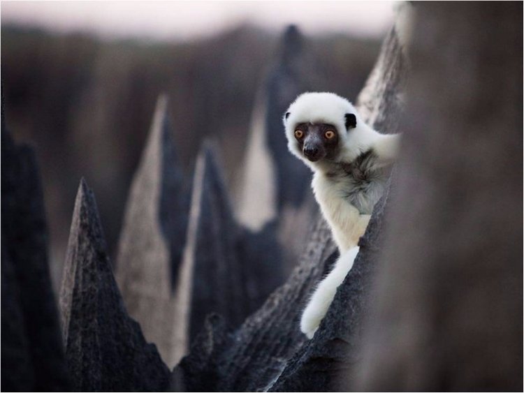 Лучшие фото National Geographic