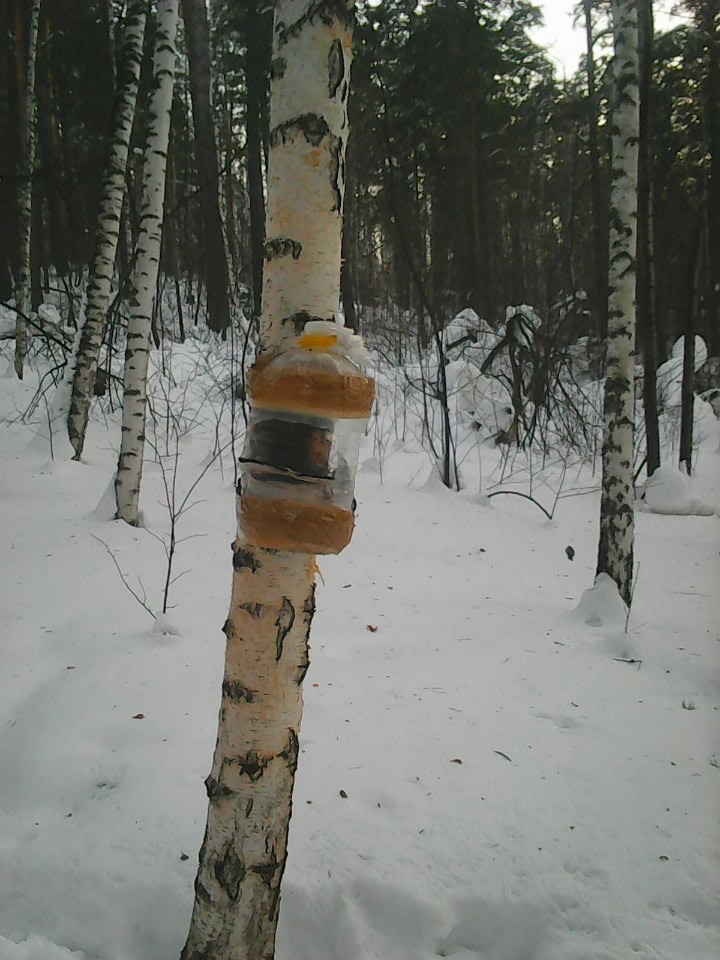 Интересное наблюдение за птицами у кормушки