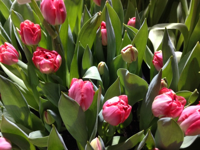 Поздравление с 8 Марта или "Репетиция весны в аптекарском огороде" (фото 2)