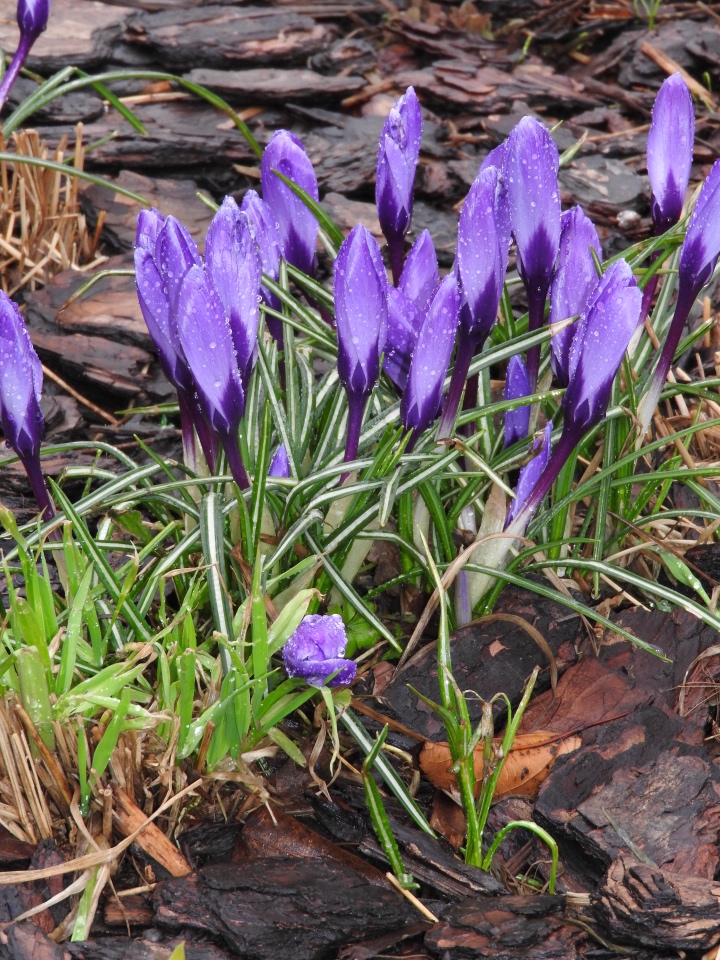 Мишки с Тишинки... Mosfair 2017 (фото 4)