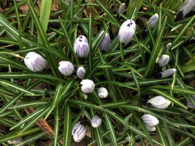 Прогулка по парку с этническими куколками Adora, Tonner, Oldenburg, Creedy