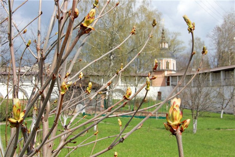 Путешествие в Старицу накануне Светлой Пасхи. Часть вторая | Бэйбики Путешествие в Старицу накануне Светлой Пасхи. Часть вторая (фото 9)