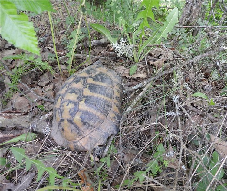 Любителям маленьких кукол
