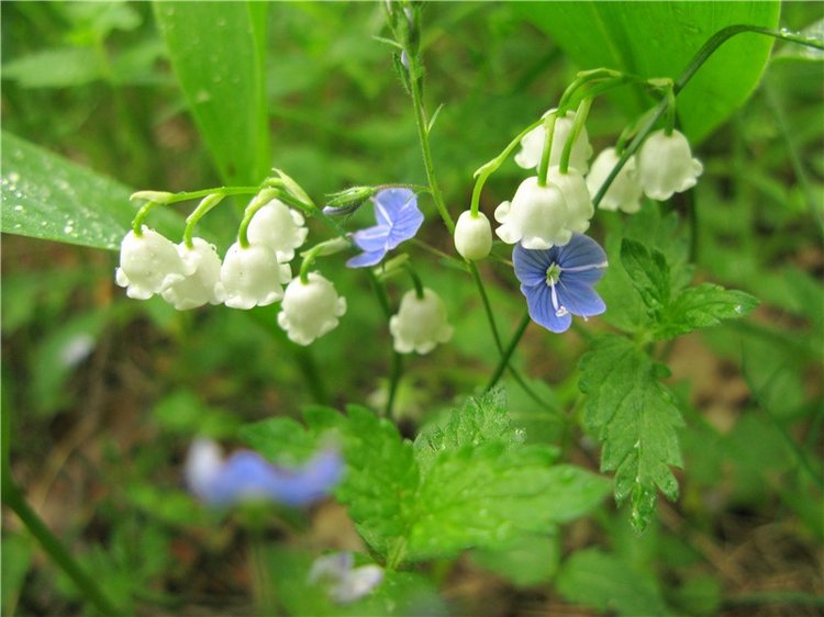 Просто Соня. Уникальные куклы от Сильвии Наттерер | Бэйбики Просто Соня. Уникальные куклы от Сильвии Наттерер