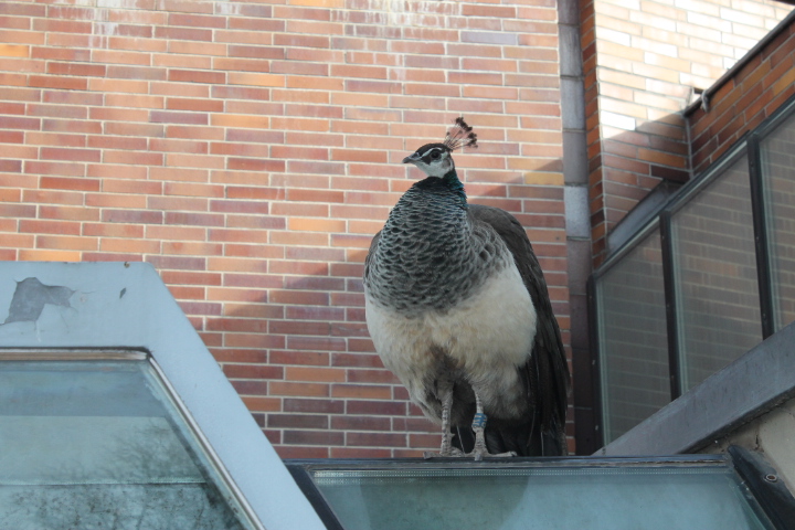 По Германии: зоопарк Лейпцига, часть 1