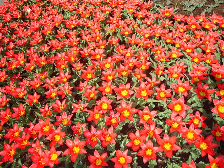 Парк цветов в Кеукенхоф (Keukenhof) в Нидерландах (Голландия)