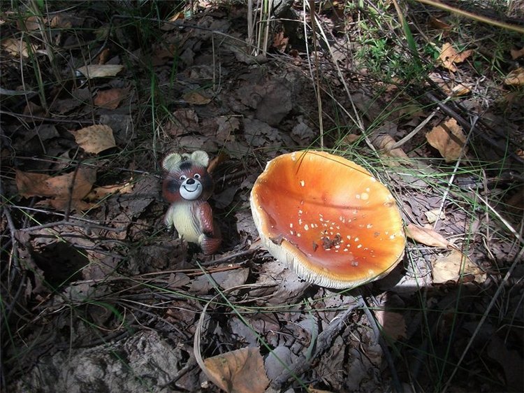 Миша-Мишанька-Моя любимая игрушка детства (фото 5)