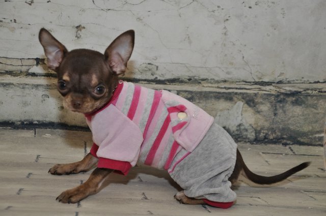 Лайла (Кайе Виггз) с Феней (чишечка). Надеюсь, что любителей собачек на сайте также много, как и поклонников кукол от Кайе