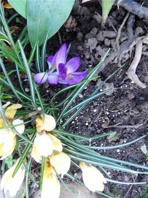 Люблю тебя, английская деревня