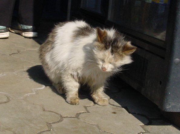 Мне вслед глядит душа кошачья... 4 октября - день памяти святого Франциска и Международный день животных