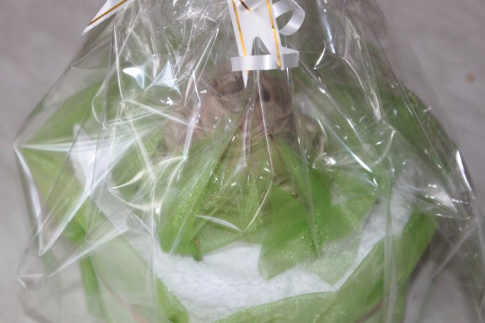 Еще несколько подарков — Другие хобби и увлечения: сад (фото 10)