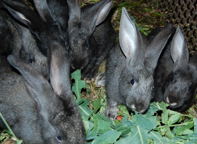 Помошница, хозяюшка Олюшка (Bettina Feigenspan-Hirsch / Zapf ) (фото 10)