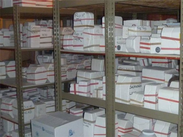 Otto Lindemann (Отто Линдеманн) - Коллекционные куклы