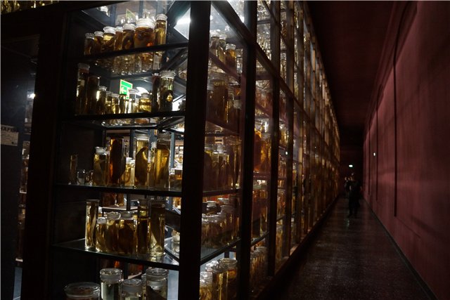 Взятие Берлина. Часть 3. Аква-дом, Улыбка бегемота и Прототип куколок Шильдкрот