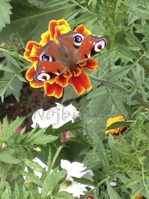 Яркие краски. Вихтели Rosemarie Anna Muller