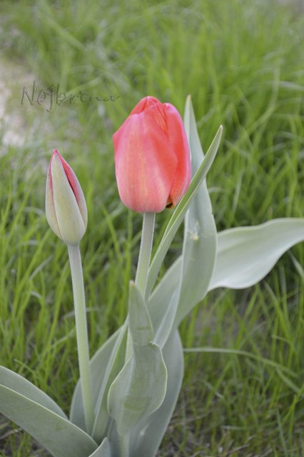 Яркие краски. Вихтели Rosemarie Anna Muller