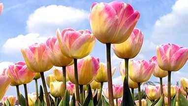 Марселька и тролли рассаду сажали, а бабочка с пчелкой им помогали... По следам конкурса "Моя Весна"