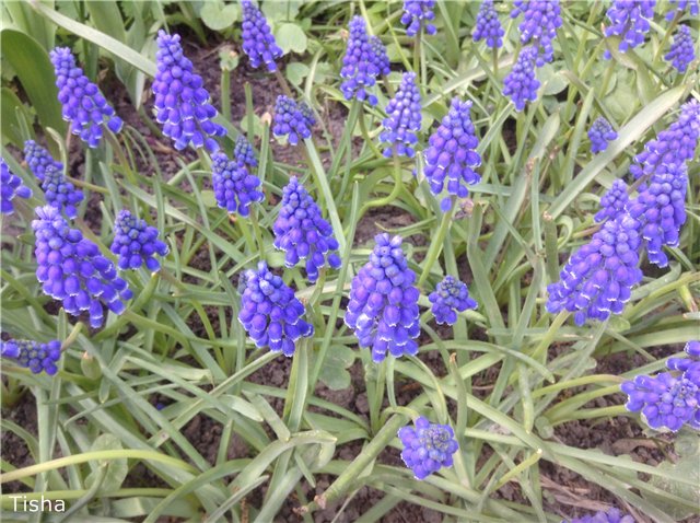 Летние наряды для моих любимок