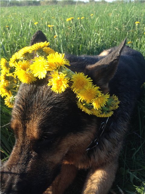 Аленький цветочек, сказка