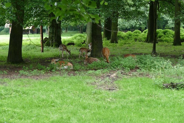 Hirschpark Hamburg. Олений парк. ВИДЕО