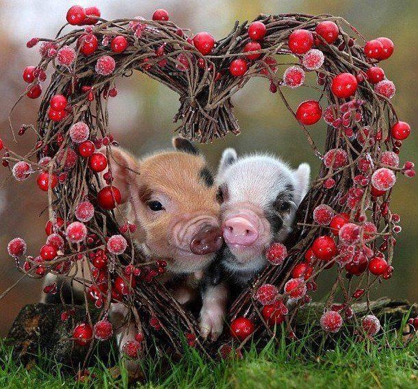 Субботний позитив! Фотографии с осенними животными! Осенняя котоматрица | Бэйбики Субботний позитив! Фотографии с осенними животными! Осенняя котоматрица