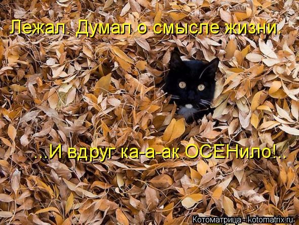 Субботний позитив! Фотографии с осенними животными! Осенняя котоматрица | Бэйбики Субботний позитив! Фотографии с осенними животными! Осенняя котоматрица