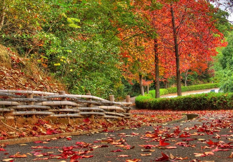 Красотка-осень — Болталка и разговоры обо всем: жизнь