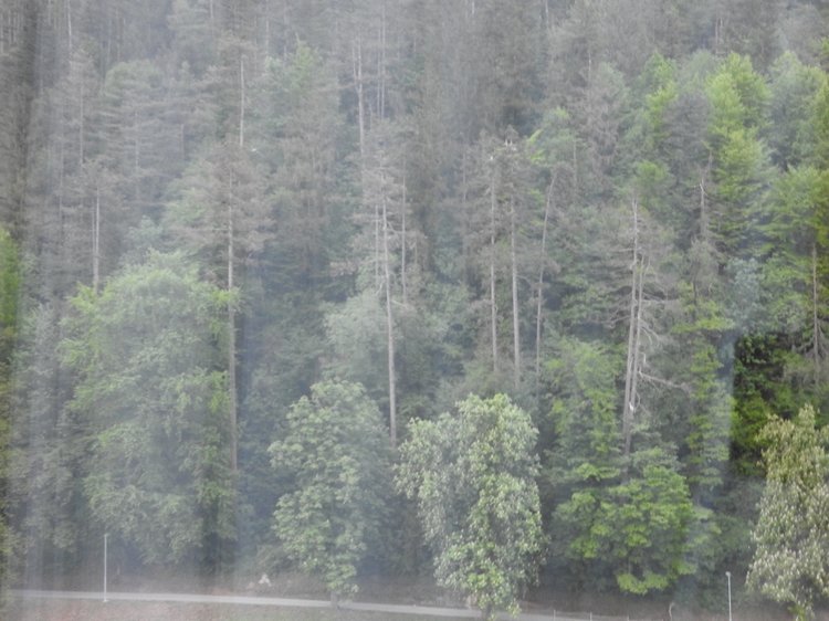 Любителям птиц. Серая цапля Словении