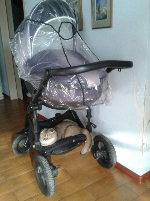 Опять котики. "Это все МА-Е!!" (фото 5)