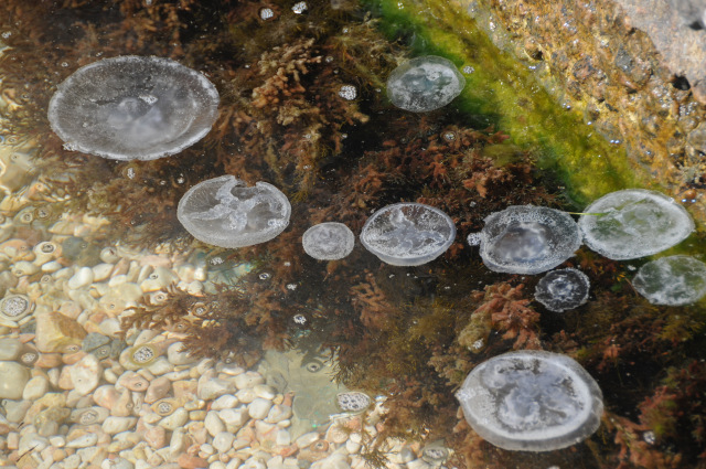 Дилькин дневник, морской... ну... почти (фото 4)