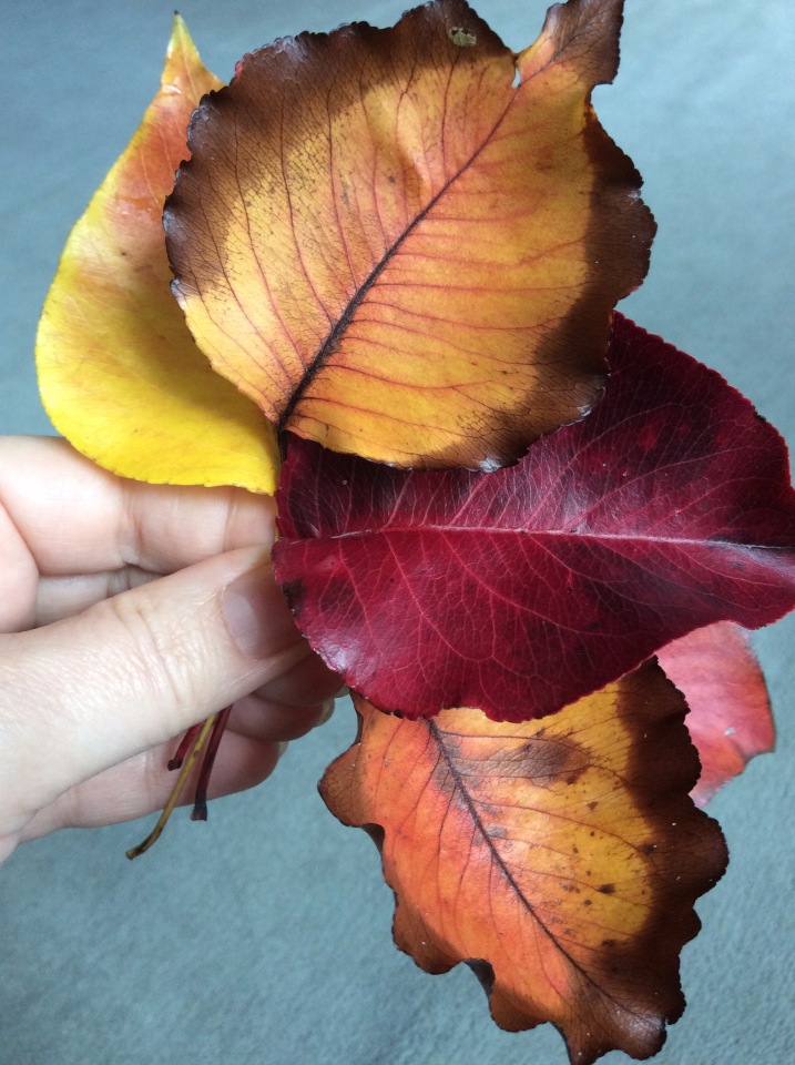 Осень в Австралии — Одежда и обувь для кукол BJD (БЖД): 1/3