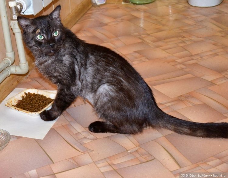 Не проходите мимо! Срочно нужна ваша помощь больным котикам и котятам (фото 5)