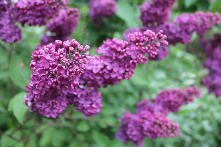 По Германии: зоопарк Лейпцига, часть 1