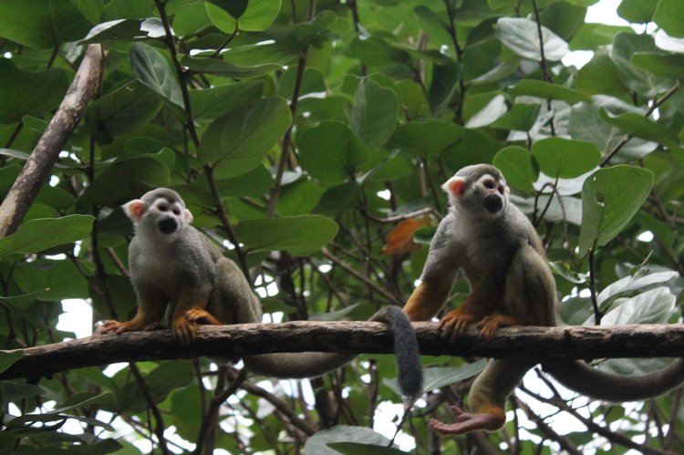 По Германии: зоопарк Лейпцига, часть 2