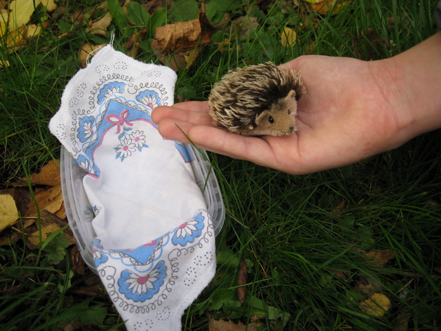 Неожиданная находка! Элис, PukiFee Ante (фото 8)