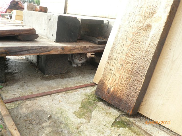 Кукла Адора - мое Солнышко