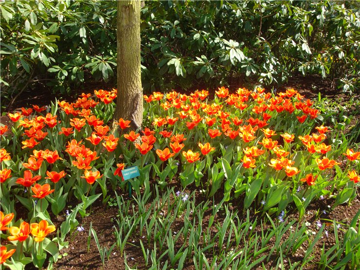 Парк цветов в Кеукенхоф (Keukenhof) в Нидерландах (Голландия)