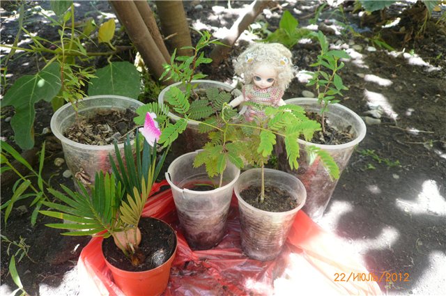 Сосенка Пин. Отпуск — Разные куклы BJD (БЖД): редкие бренды