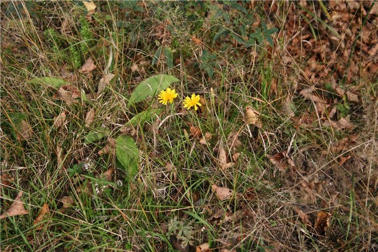 "Осени краски"... Платье для куклы (фото 2)