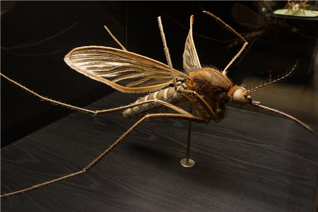 Взятие Берлина. Часть 3. Аква-дом, Улыбка бегемота и Прототип куколок Шильдкрот