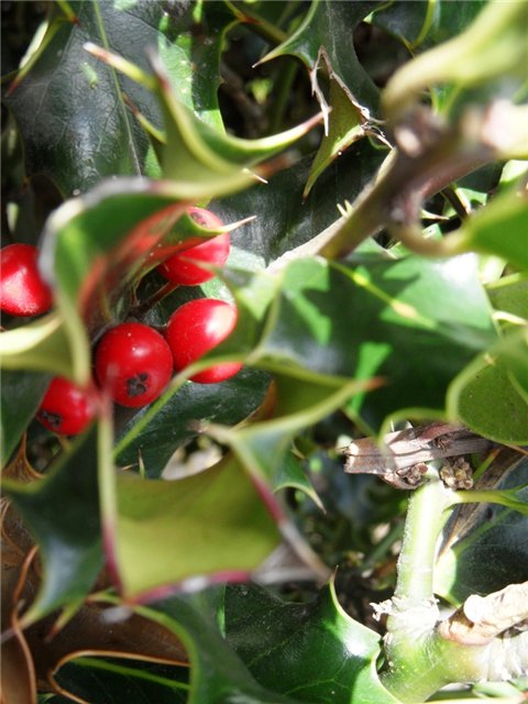 Прогулка по Кентербери — Туризм и путешествия: фотоотчеты из поездок