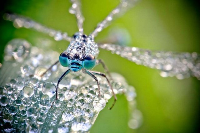 Капелька :) — Интересное и необычное: фотоподборки (фото 10)